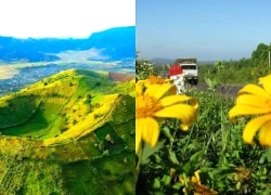 Rạo rực mùa dã quỳ về...