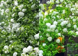Tháng sinh Âm lịch của người có tính cách ấm áp, sống khiêm nhường nên dễ gặp quý nhân