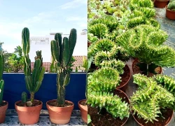 Trồng loại cây sang xịn này trước cửa nhà vừa giúp xua tà, 'chống trộm', được giới nhà giàu săn lùng