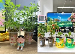 Trồng trọt ở văn phòng chưa đã, hội "nông dân công sở" rủ nhau thuê 12m đất ở ngoài thành, mỗi năm thu hoạch 100kg rau