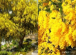Cây cảnh tụ tài, lá tựa đồng xu bạc, hoa như ngàn đốm nắng, giữ lửa cho gia đạo những tháng cuối năm
