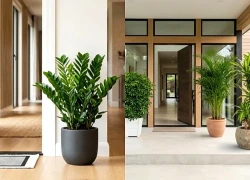 4 loại cây nên đặt trước cửa nhà: Vừa đẹp không gian, vừa được quan niệm là gọi tài lộc vào nhà