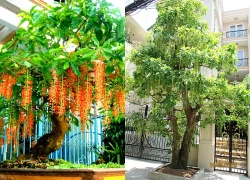 4 lý do nên trồng cây lộc vừng