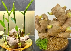 4 lý do nên trồng gừng trong nhà