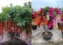 5 loài cây khiến khoảng sân trước nhà đẹp như một góc tiên cảnh, trong phong thủy còn tượng trưng cho phúc lộc vượng tài