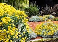 Cây cảnh lá như sương khói, hoa tựa mật ngọt, trồng trong sân tài lộc vững bền, vàng bạc đầy nhà