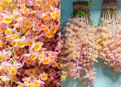 Cây cảnh phúc lành, nở hoa như thác, thơm ngát dịu dàng, trồng trong nhà nối dài tài lộc, nuôi dưỡng bình yên