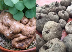 Loại củ nhìn "xấu xí" nhưng thuộc nhóm nguy cấp trong Sách Đỏ