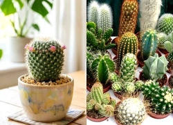 Mệnh nào hợp trồng cây Xương Rồng nhất?