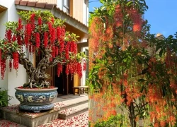 Mệnh nào trồng lộc vừng tốt nhất?