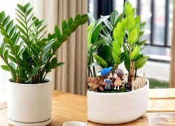 Mệnh nào kỵ trồng cây kim tiền?