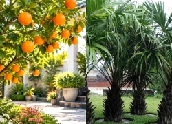 Trồng cây cam trước nhà có tốt phong thủy không?